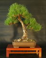 Pinus Nigra Bonsai